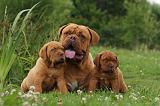 DOGUE DE BORDEAUX 290